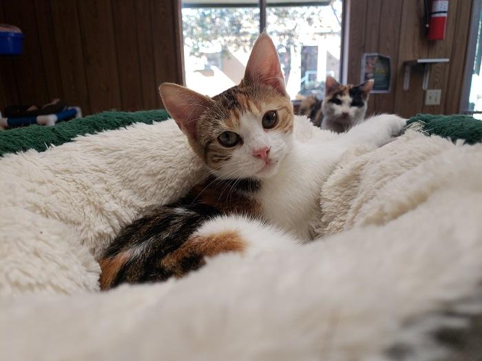 Kitten 17390 Kitten 17390