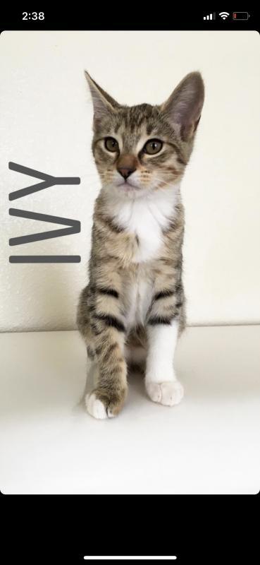 Ivy Ivy