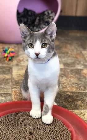 Kitten 17890 Kitten 17890