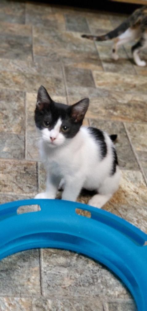 Kitten 20290 Kitten 20290