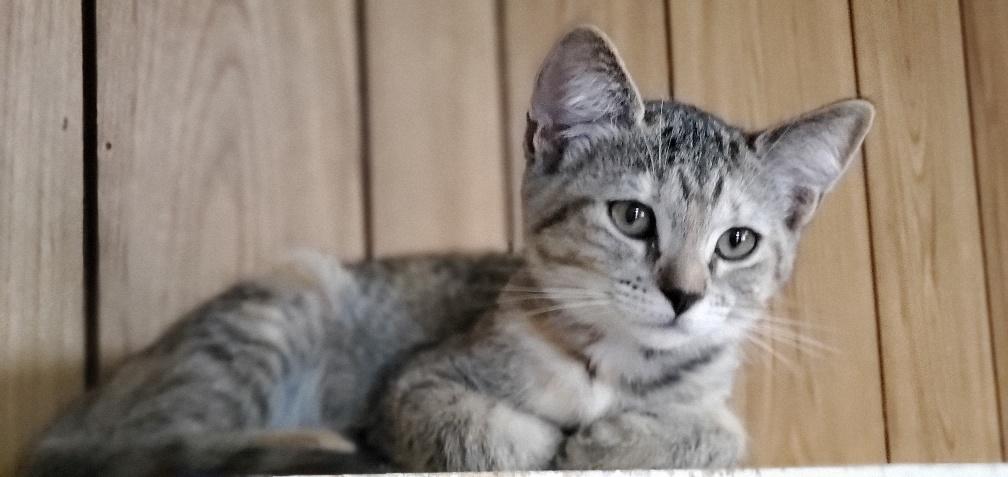 Kitten 20390 Kitten 20390