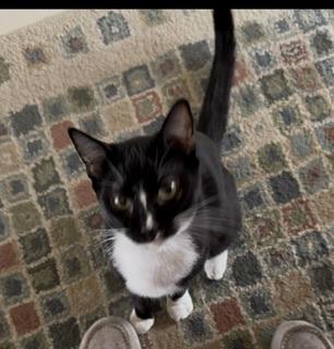 Click for full size picture - Bulbasaur