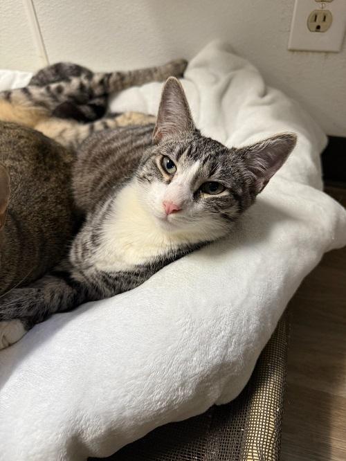 Kitten 27390 (Timmy)