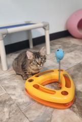 Kitten 27590 (Carnation)