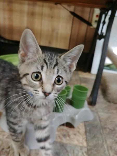Kitten 16991 Kitten 16991