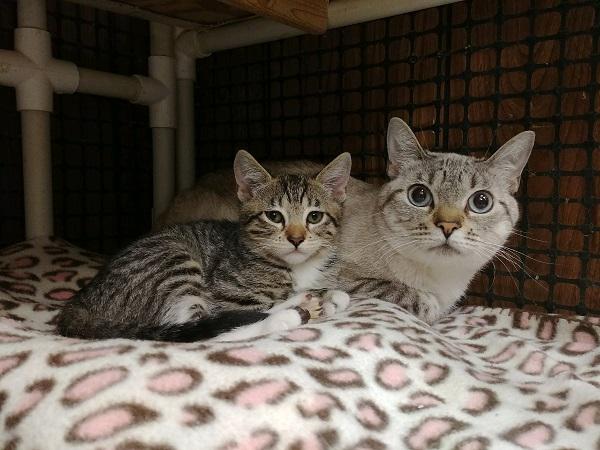 Mom Cat 17191 Mom Cat 17191