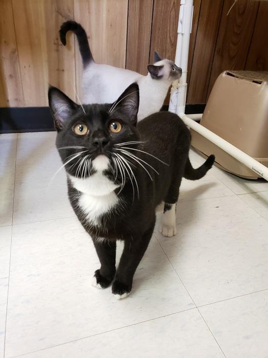 Kitten 17891 Kitten 17891