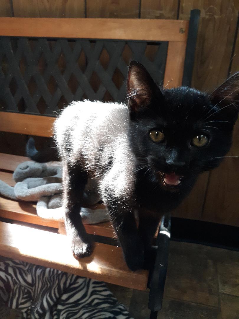 Kitten 20391 Kitten 20391
