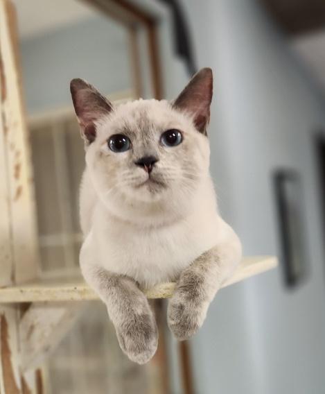 Cat 26591 (Sissy) Cat 26591 (Sissy)