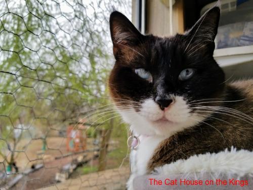 Cat 11392 (Coco) Cat 11392 (Coco)