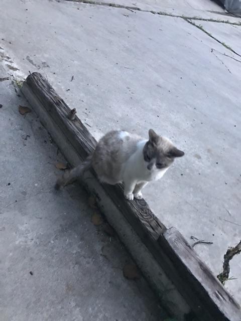 Sammie