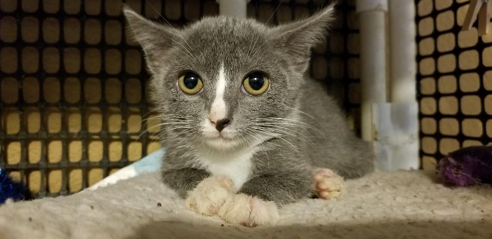 Kitten 17692 (Burnadette) Kitten 17692 (Burnadette)