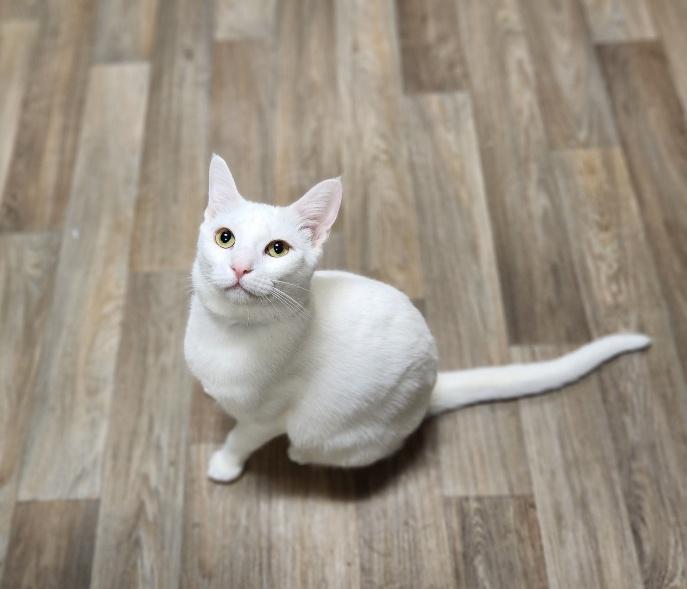 Cat 25792 (Soy)