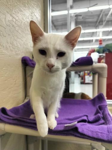 Click for full size picture - Puff