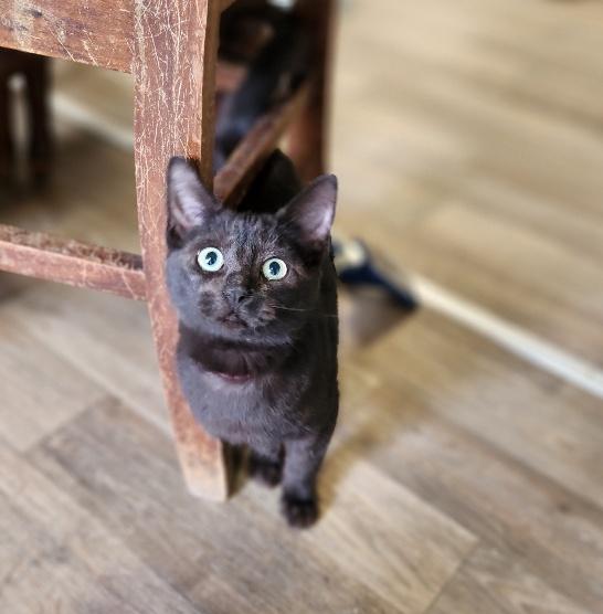 Kitten 27392 (Betty Purr)