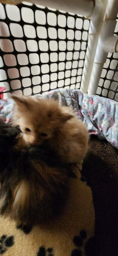 Click for full size picture - Kitten 27792 (Gnocchi)