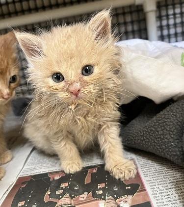 Click for full size picture - Kitten 27792 (Gnocchi)