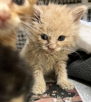 Click for full size picture - Kitten 27792 (Gnocchi)