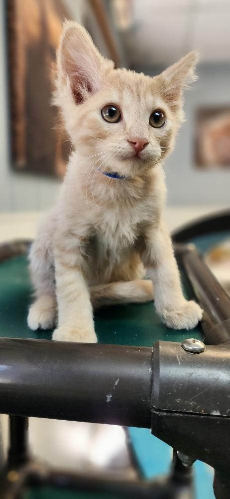 Kitten 27792 (Gnocchi)
