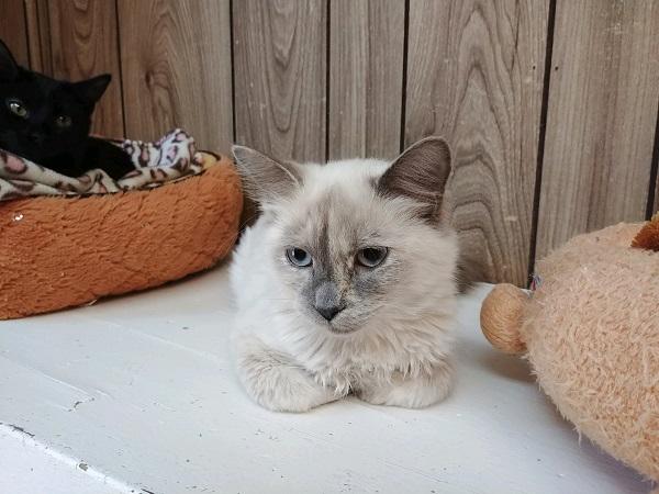 Cat 17693 (Trixie) Cat 17693 (Trixie)
