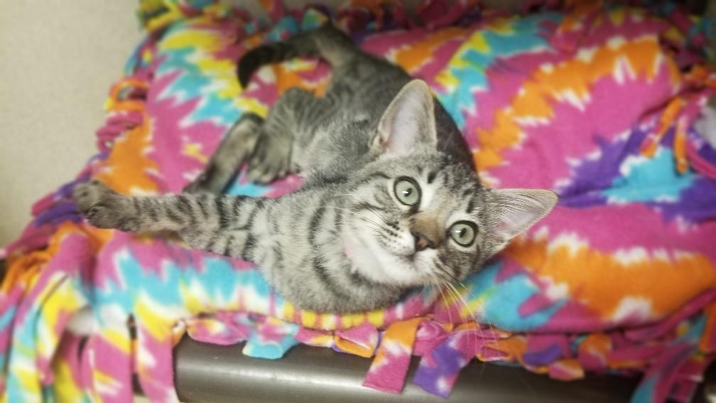 Kitten 18893 Kitten 18893
