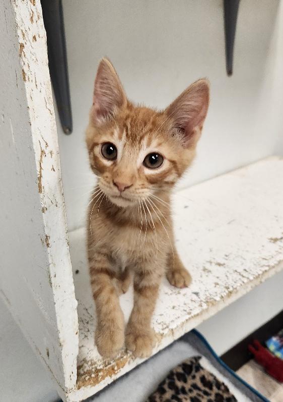 Kitten 26993 (Dennis) Kitten 26993 (Dennis)