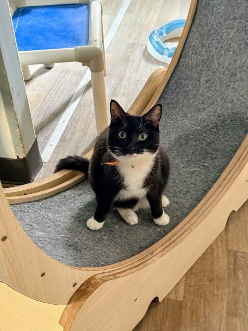 Kitten 27293 (Jiffy Lube)