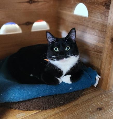 Cat 27293 (Jiffy Lube)