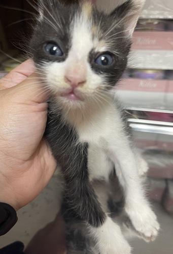 Click for full size picture - Kitten 27393 (Slinky)