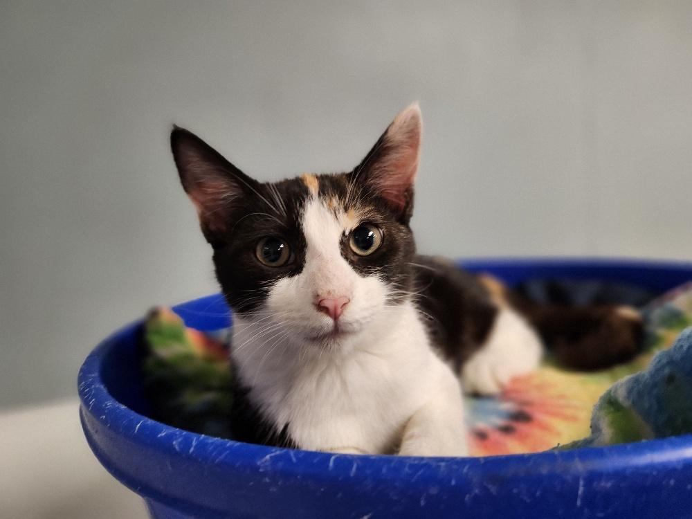 Kitten 27393 (Slinky)