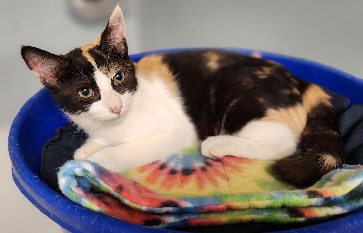 Click for full size picture - Kitten 27393 (Slinky)