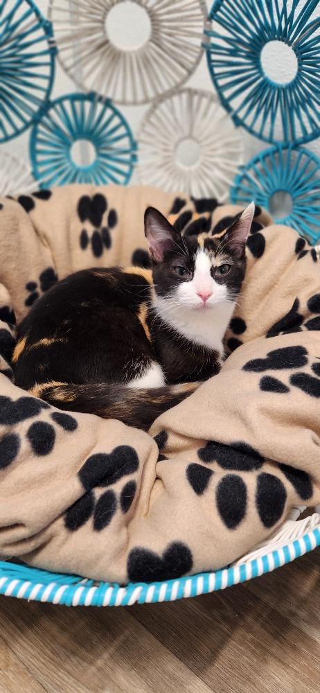 Kitten 27393 (Slinky)