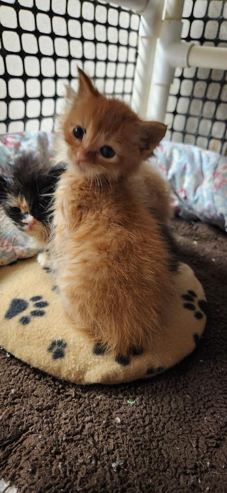 Click for full size picture - Kitten 27793 (Rigatoni)