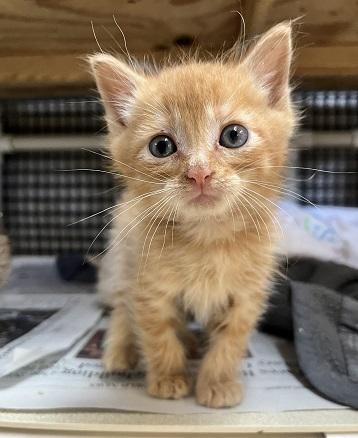 Click for full size picture - Kitten 27793 (Rigatoni)
