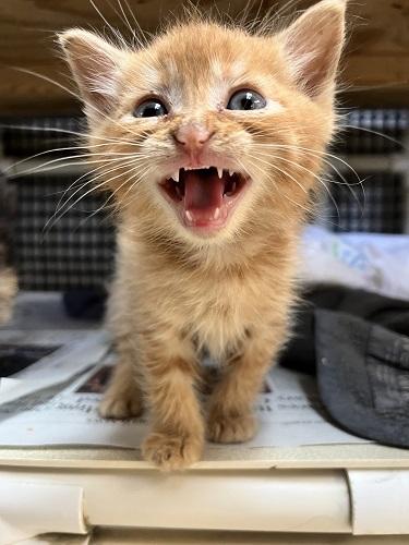 Click for full size picture - Kitten 27793 (Rigatoni)