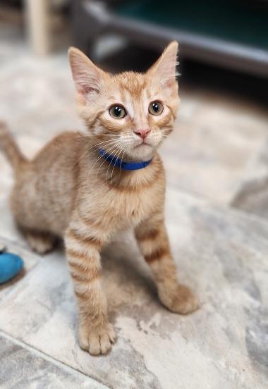 Click for full size picture - Kitten 27793 (Rigatoni)