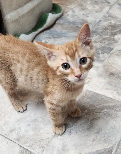 Kitten 27793 (Rigatoni)
