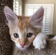 Stella Stella