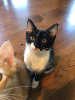 Rosie Rosie