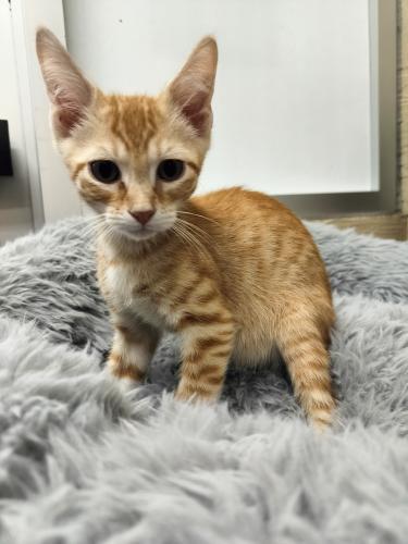 Tigger Tigger