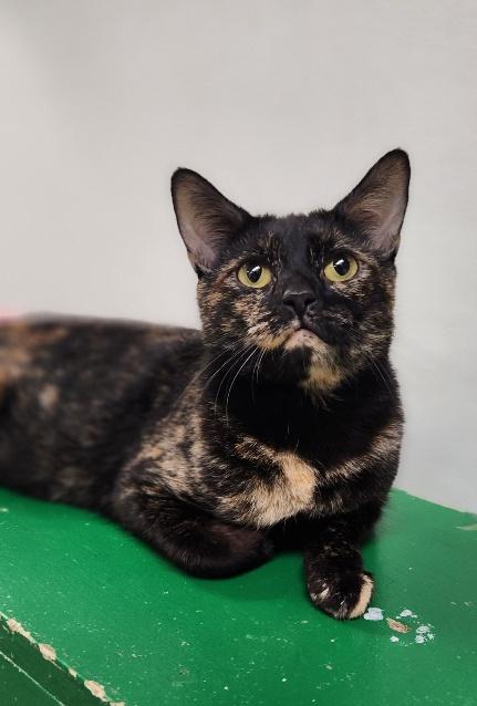 Click for full size picture - Mom Cat 27594 (Kaleidoscope)