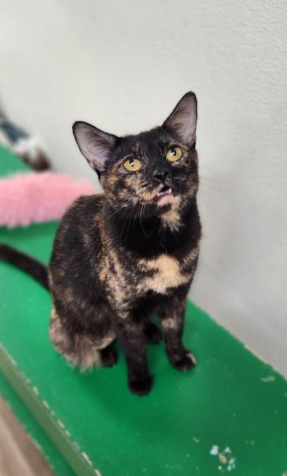 Mom Cat 27594 (Kaleidoscope)