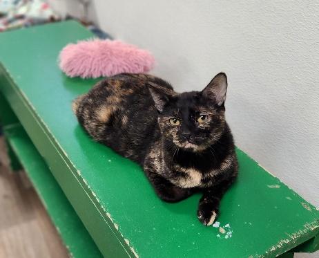 Click for full size picture - Mom Cat 27594 (Kaleidoscope)