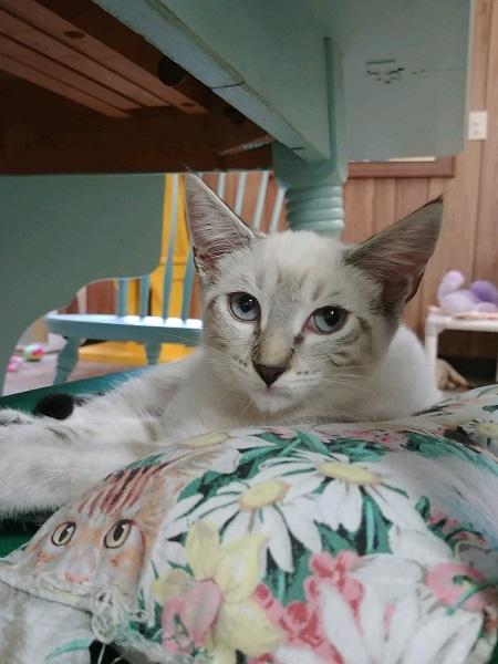 Kitten 17195 Kitten 17195
