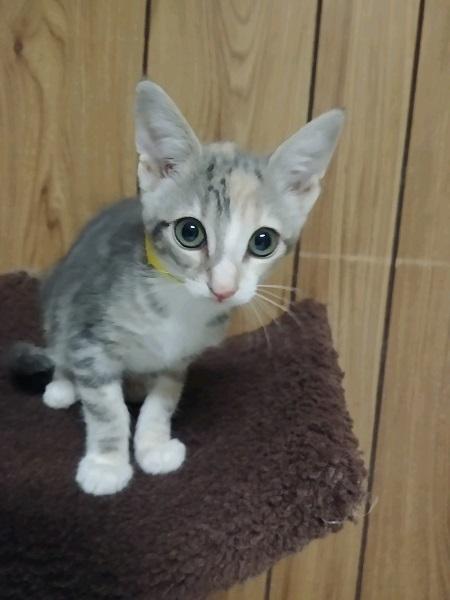 Kitten 17295 Kitten 17295