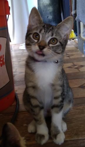 Agatha Agatha