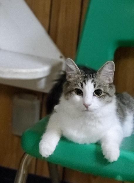 Cat 22095 ( Mochi) Cat 22095 ( Mochi)