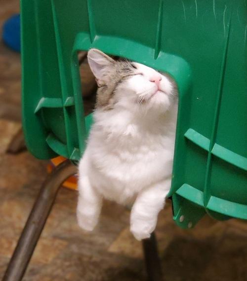 Cat 22095 ( Mochi) Cat 22095 ( Mochi)