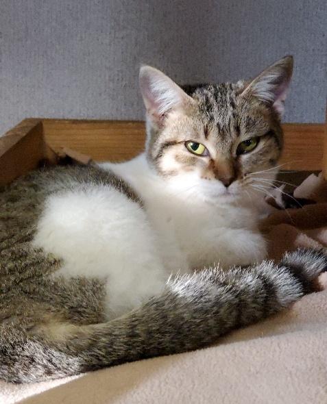 Cat 22495 Cat 22495
