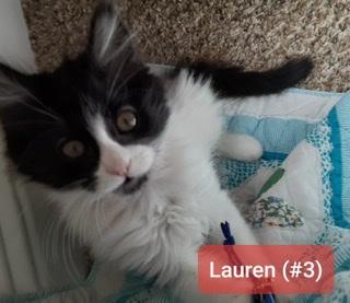 Lauren Lauren